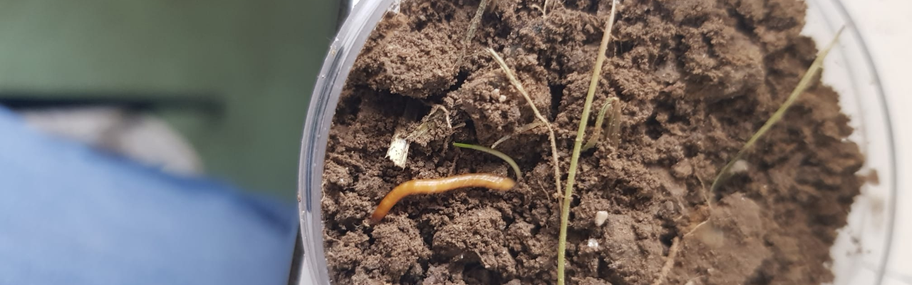 Wireworms in a petri dish