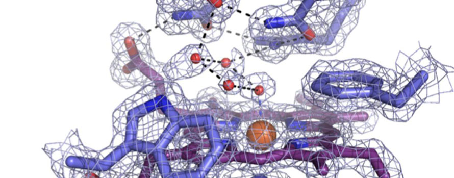 Computer generated model of an enzyme