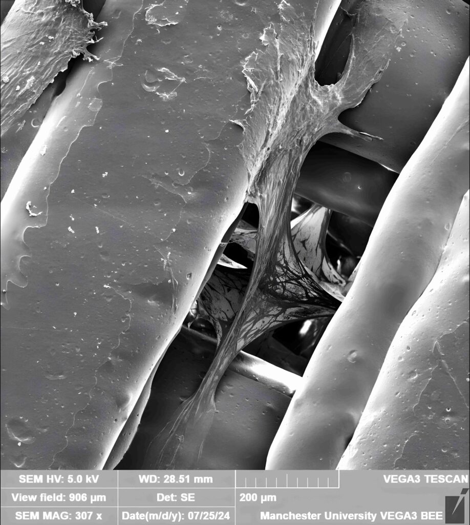 A microscopic view of bone marrow stem cell