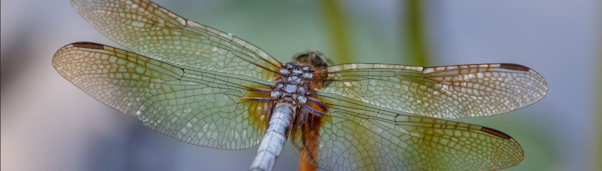 Dragonfly Day – “Women can do anything”