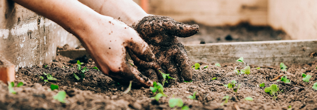 A pair of hands in a planter of soil