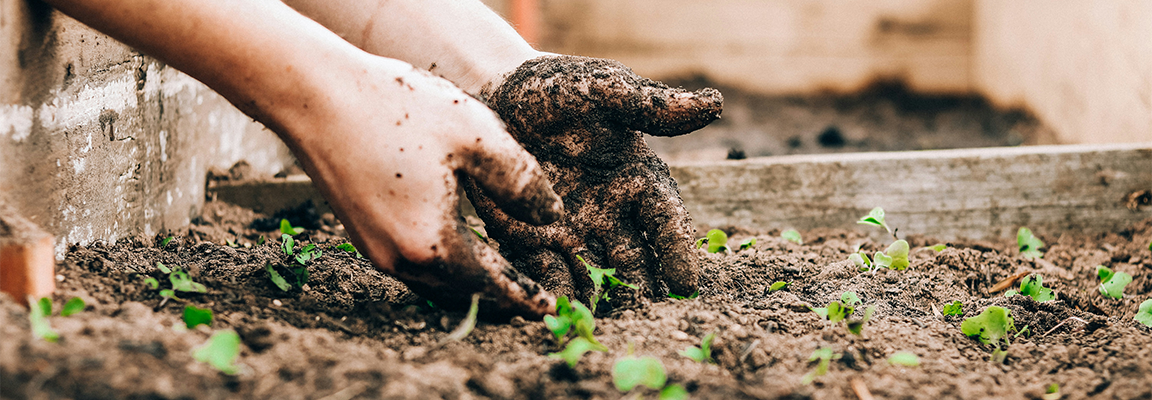 Cultivating a community: Better World fund delivers fresh approach to school allotment project