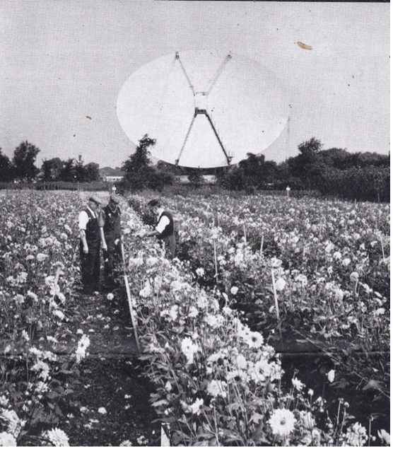 Overdid the Colchicine on that big white cabbage back there perhaps? - Image from The Firs archive
