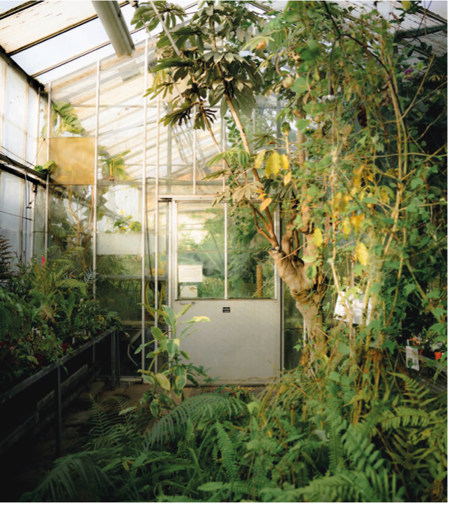 Guest post: Botany at Manchester – the Secret (and Forgotten) History of Plant Science at the Firs and Jodrell Bank