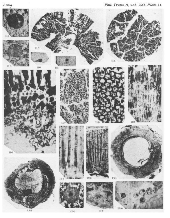 Palaeobotanical slides of petrified Pachytheca- an algal family from the period-  Image from Lang’s 1937 paper
